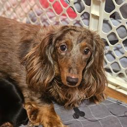 Macie - Dachshund