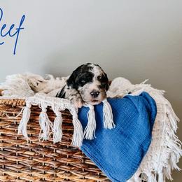 Reef Green Collar - Merle male Sheepadoodle puppy in Republic, Missouri from DOOD & Co