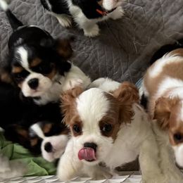 Cavalier King Charles Spaniels from Brian's Cavalier King Charles Spaniels