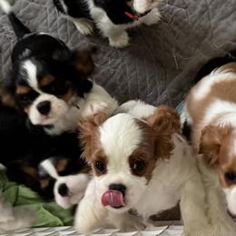 Cavalier King Charles Spaniels from Brian's Cavalier King Charles Spaniels