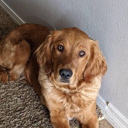 PERCY - Golden Retriever