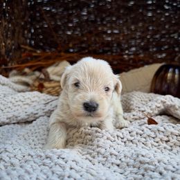 Piglet - Wheaten male Miniature Schnauzer puppy in Charlotte, North Carolina from Golden Leaf Kennels LLC