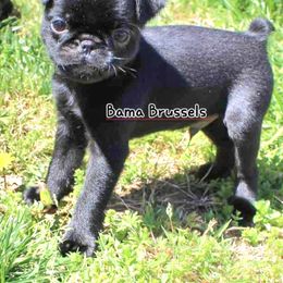 Brussels Griffon Puppies from BamaBrussels