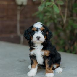 Tatum MICRO - female Australian Mountain Doodle puppy in Dalton, Ohio from Haven Doodles