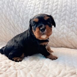 Rocky - Black and tan male Cavalier King Charles Spaniel puppy in Acworth, Georgia from Cumberland Cavaliers