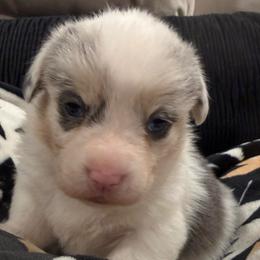 Bluie Blue Spot Female - Gray and white female American Corgi puppy in Heyworth, Illinois from Schumaker Corgis