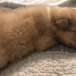 Princess---Big girl - Sable merle female Collie puppy in Abilene, Texas from Regal Lassie's