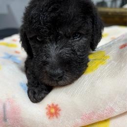 Thistledown That's Life - Blue male Bedlington Terrier puppy in Sapulpa, Oklahoma from Thistledown Bedlington Terriers