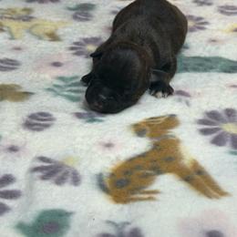 Male 2 - Brindle male Staffordshire Bull Terrier puppy in Lakeland, Florida from English Creek Staffords