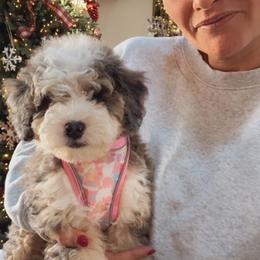Goldendoodle Puppies from Doodle Squad Puppies