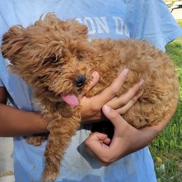 Yorkipoo puppies from McMillan Family Kennels