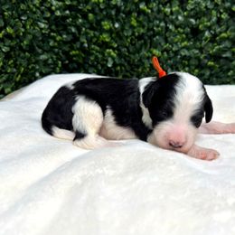 Cosmo - Black and white male Sheepadoodle puppy in Los Angeles, California from Exquisite Doodles