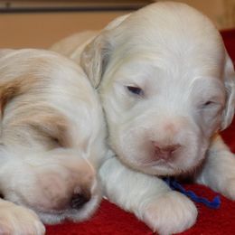 Cockapoo Puppies from Maranatha Cockapoos