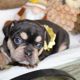 Bulldog and French Bulldog Puppies from Over the Mhoon Bullies & Royal Frenchies
