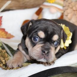 Bulldog and French Bulldog Puppies from Over the Mhoon Bullies & Royal Frenchies