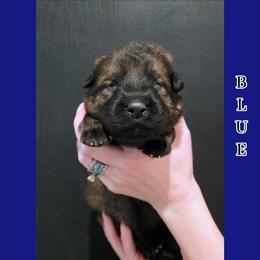 BLUE - Sable male German Shepherd puppy in Maricopa, Arizona from Royalty German Shepherds