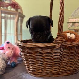 Pearl TEAM COLLAR - Black female Pug puppy in Hesperia, Michigan from Manistee Farms