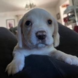 Boy 1 - male Beagle puppy in Toquerville, Utah from Beautiful Utah Beagles