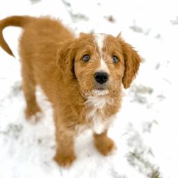 Paris - female Australian Mountain Doodle puppy in Pittsburgh, Pennsylvania from WestPenn Doodles LLC