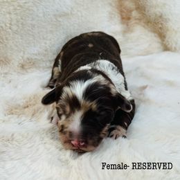 Aussiedoodle and Australian Shepherd Puppies from Homestead Aussies & Doodles