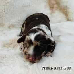 Aussiedoodle and Australian Shepherd Puppies from Homestead Aussies & Doodles