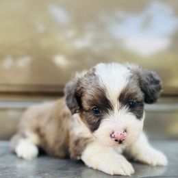 Daisy - Red merle female Miniature Australian Shepherd puppy in Louisville, Mississippi from Kristy’s Kennels