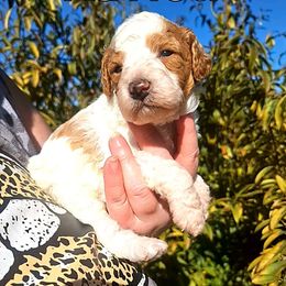 Ravioli - Poodle puppy from Nine Pines Poodles