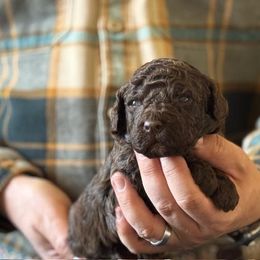 Girl 4 - Brown female Lagotto Romagnolo puppy in Sugar Valley, Georgia from Pinnacle Farm and Kennel