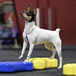 Sera - Toy Fox Terrier
