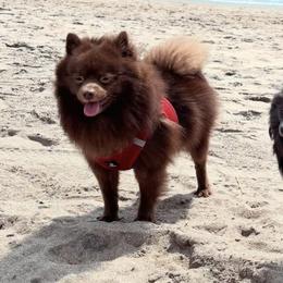 Pomeranians from Pomeranians