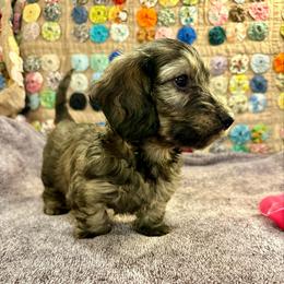 Quesadilla - Cream female Dachshund puppy in Hensley, Arkansas from The Dachshund Barn