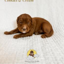 Cookies And Cream - Red  male Goldendoodle puppy in Dallas County, Texas from Dream A Little Doodle