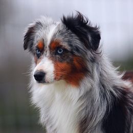 Luna - Toy Australian Shepherd