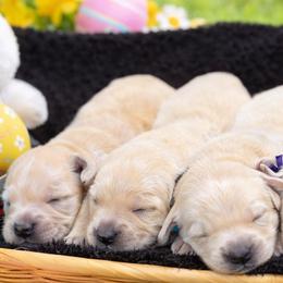 Girl 4 - Light golden female Golden Retriever puppy in Angier, North Carolina from Howard's Retrievers