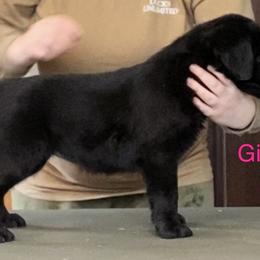 Labrador Retriever Puppies from R Little Retrievers