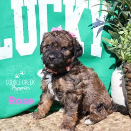 Rose - Sable female Bernedoodle puppy in Heyworth, Illinois from Cobble Creek Puppies