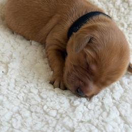 Girl 4 - Dark golden female Golden Retriever puppy in La Verne, California from 4LoveofGoldens