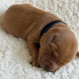 Girl 4 - Dark golden female Golden Retriever puppy in La Verne, California from 4LoveofGoldens