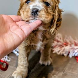 Cocker Spaniel Puppies from HoneyCoop’s