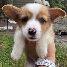 Boy 1 - Red and white male American Corgi puppy in Middleburg, Florida from Mulkeys Little Corgis