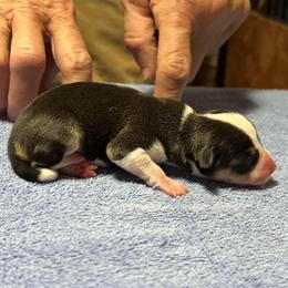 Caliber - Black white and tan male Rat Terrier puppy in Gonzales, Texas from Sunshine Deckers