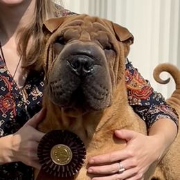 Chinese Shar-Pei and Pumik from Nixie Kennels