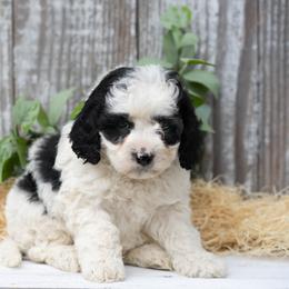 Annabelle - Black and white female Cockapoo puppy in Seattle, Washington from Sweet Home Doodles