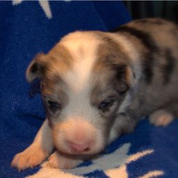 Australian Shepherd Puppies from Copper Kettle Ranch