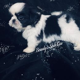 Tiny Zero - Black and white male Shih Tzu puppy in Lawrenceville, Georgia from Beauty's Shih Tzu (Georgia)