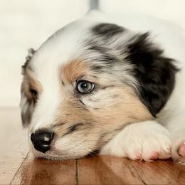 Notch - Blue merle male Australian Shepherd puppy in West Virginia from Mountain Trail Aussies