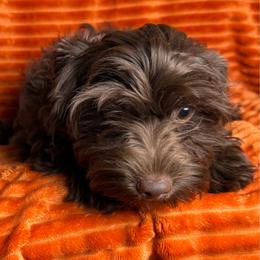 Camden - Chocolate, tan and white male Yorkshire Terrier puppy in Tulsa, Oklahoma from Conns Cuddly Canines
