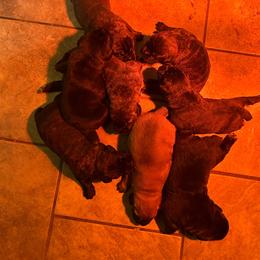 Ronda, Girl 2 - Black Cane Corso puppy in Jeffersonville, Kentucky from K9 Guardian Cane Corso