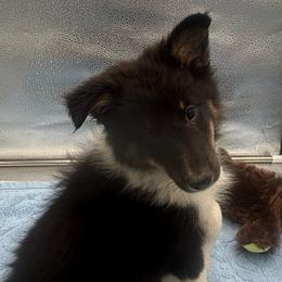 Girl 1 - Black white and tan female Shetland Sheepdog puppy in Pensacola, Florida from Nancy Barger's Siberian Huskies