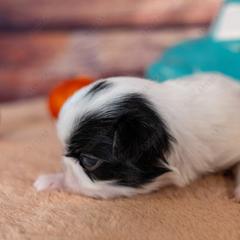 Tri Boy - Black tan and white male Japanese Chin puppy in Rapid City, South Dakota from Sakura Japanese Chin